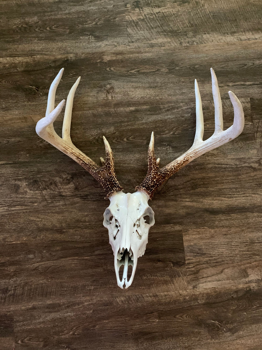 Quick Tip: Staining a Dead Head with Coffee Grounds