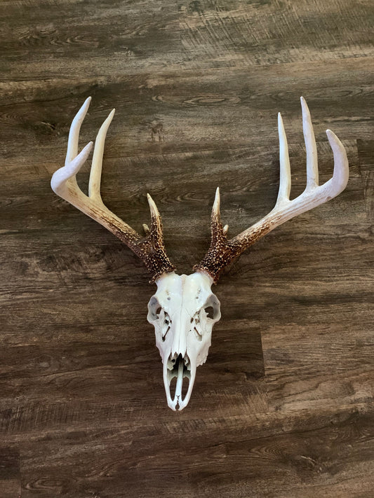 Quick Tip: Staining a Dead Head with Coffee Grounds