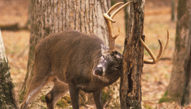 Rub Line Tactics - How to Target a Mature Buck
